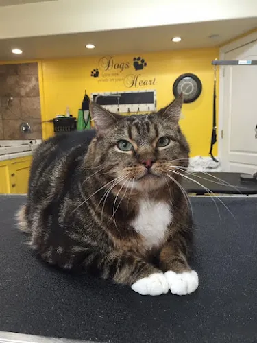 Brush Bath and Beyond - Pet grooming with love - Salt Lake City - Cat grooming in Salt Lake City