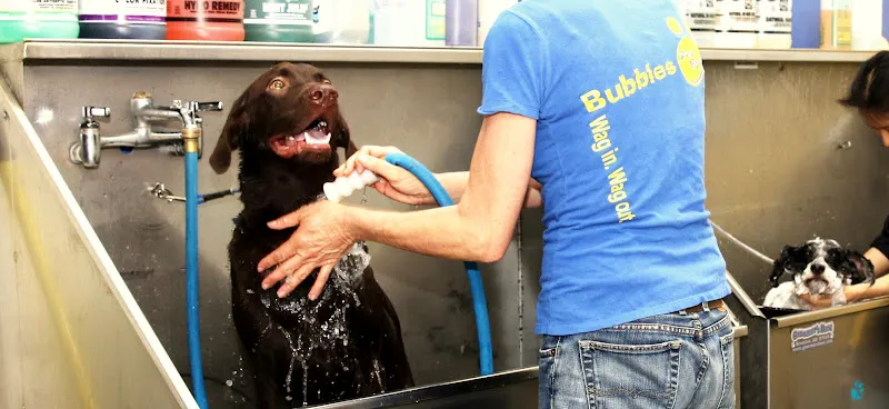 Bubbles Pet Spa Encino - Cat grooming in Encino