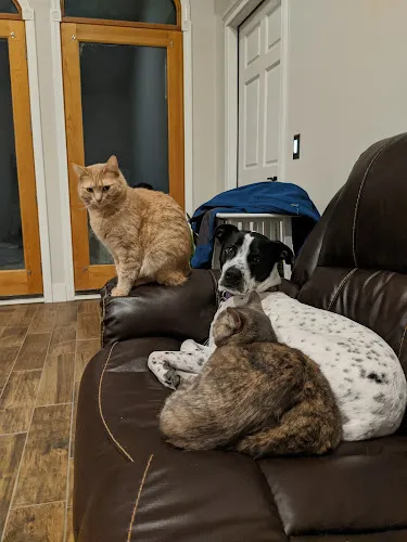 Happy Paws @ Unleashed - Mobile cat grooming in Topsham, ME