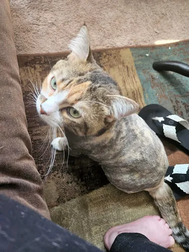 Grooming By Tanya, LLC - Cat grooming in Springfield