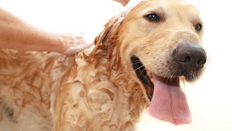 Perfect Pups SPA - Cat grooming in Simi Valley