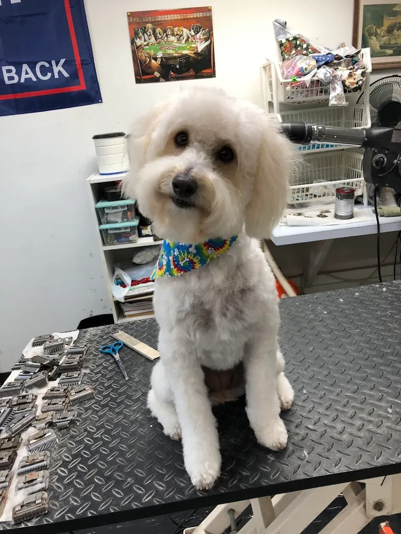 Dog House - Cat grooming in Jacksonville Beach