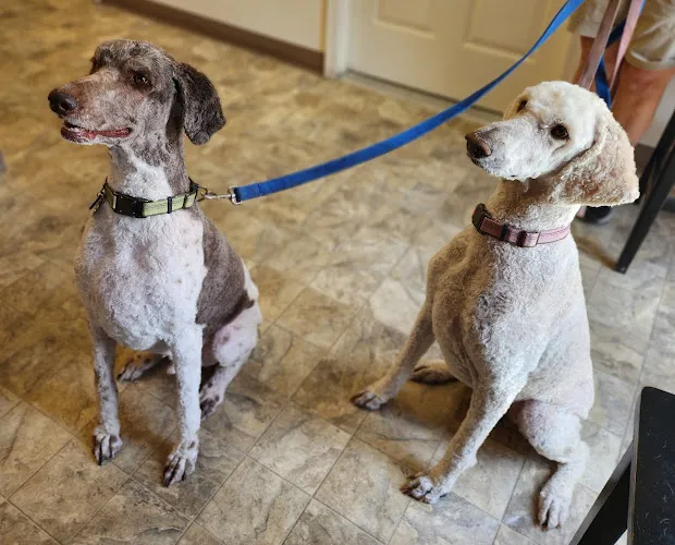 R&R Pet Spa - Cat grooming in Cottonwood