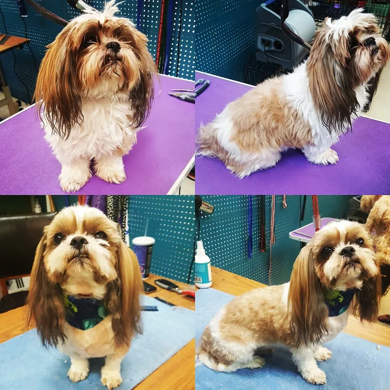 Shelba's Pet Grooming - Professional cat grooming in Jacksonville, FL