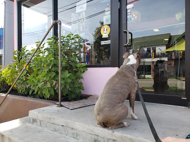 Woof Gang Bakery & Grooming Austin - Cat grooming in Austin