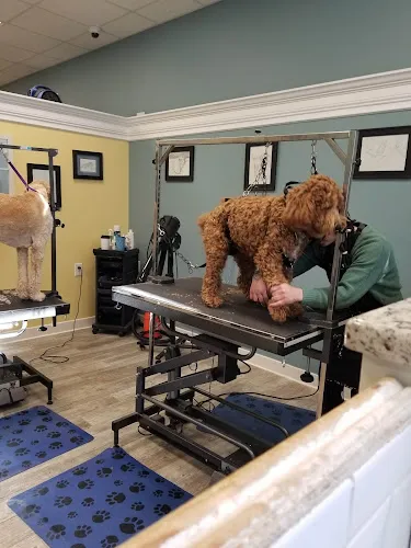 Kathy's Top Dog Salon - Cat grooming in Dunellen