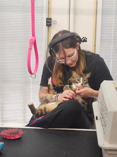 FluffButts - Cat grooming in Cibolo