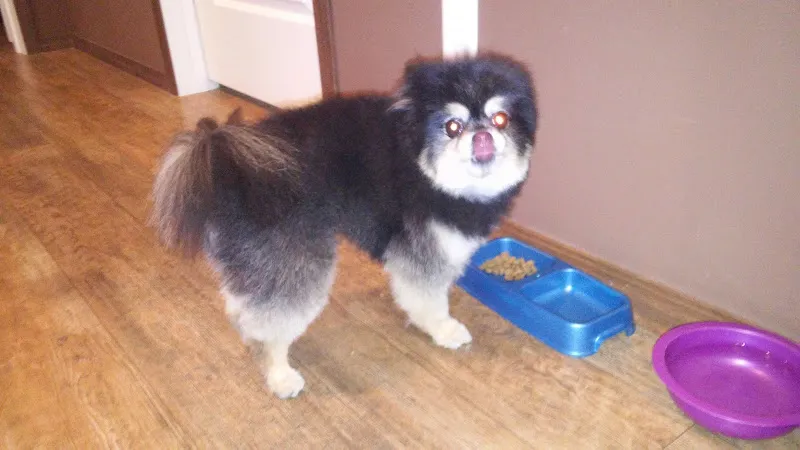 Classie Lassie Pet Parlor - Mobile cat grooming in Waveland, MS