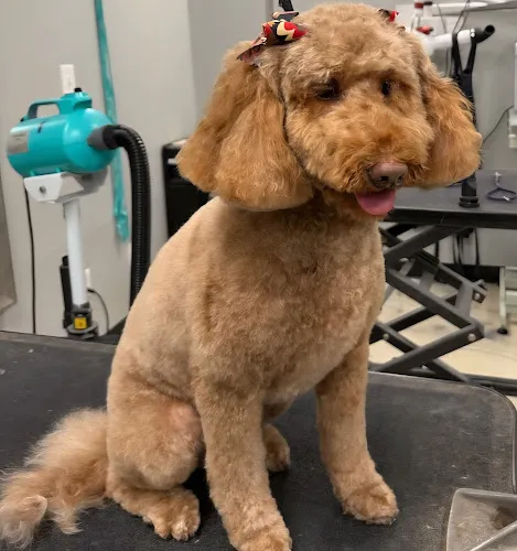 Bubbles Bark Boutique - Cat grooming in Mt Gilead