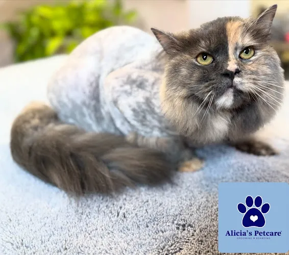 Alicia’s Pet Care/Dog & Cat Grooming and Boarding - Mobile cat grooming in Clarksville, TN