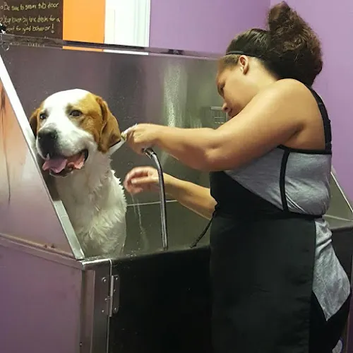 Livy’s Lavish Self Wash & Grooming - Cat grooming in Durham