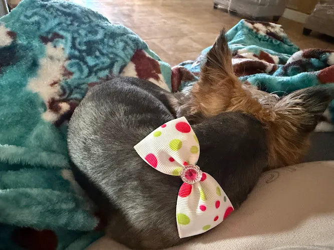 Marty's Pet Grooming - Cat grooming in Odessa