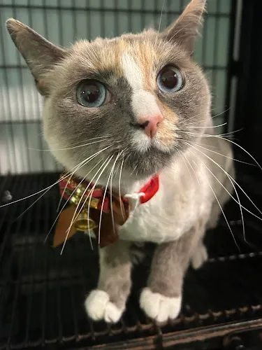 A Petz World - Cat grooming in Randleman