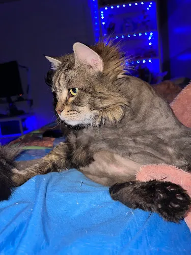 Velvet Bow Pet Grooming - Cat grooming in Tucson