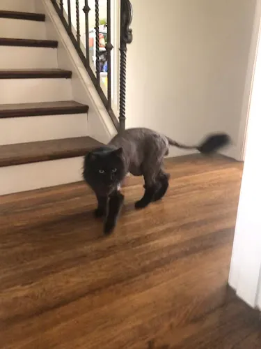 Melissa Michelle Grooming - Cat grooming in San Leandro