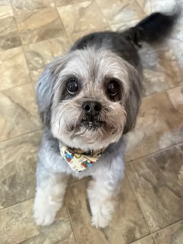 Pooch Pride Grooming - Cat grooming in Torrance