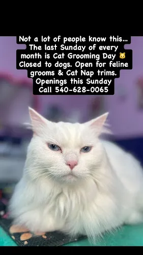 Paw Cutz LLC - Professional cat grooming in Stafford, VA
