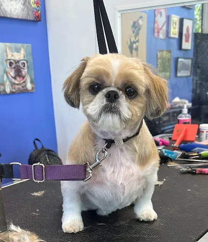 Paws Required - Cat grooming in Port St. Lucie
