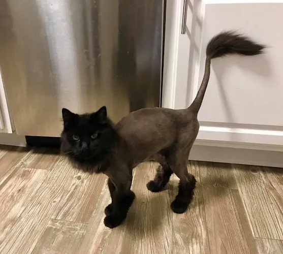 Stubby's Dog Wash & Grooming Salon - Cat grooming in Colorado Springs