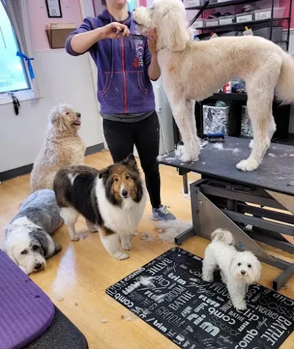 Bubbles Dog Grooming Salon, LLC - Mobile cat grooming in Williamsville, NY