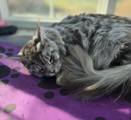 Ruff River Buddies - Professional cat grooming in Elysian, MN