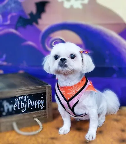 My Pretty Puppy - Cat grooming in Cypress