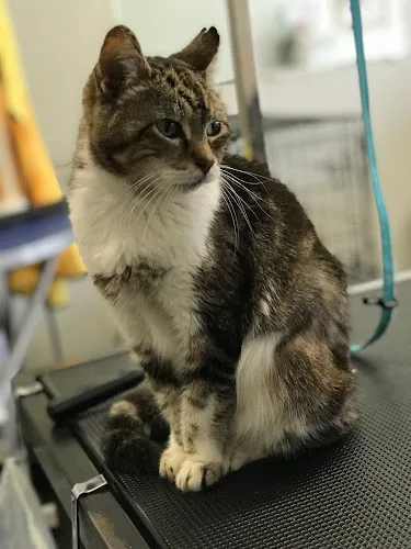 Chattagroomer - Mobile cat grooming in Chattanooga, TN
