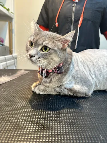 The Groomery Ltd. - Cat grooming in Alexandria
