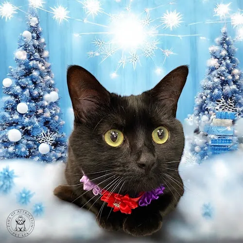 Paws of Attraction - Cat grooming in Tempe