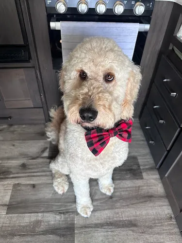 Paige's Pet Palace Dog Grooming - Cat grooming in Dunlap