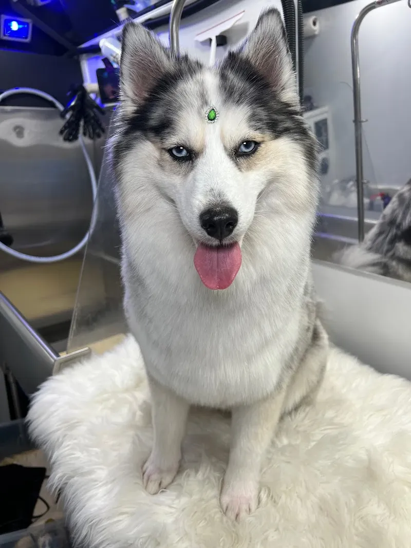 Zoey's Paw Friends Pet Mobile Spa Grooming - Cat grooming in Los Angeles