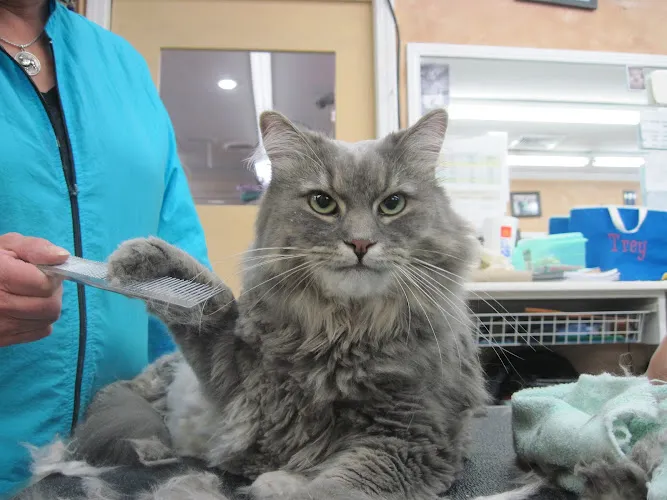 Nanhall Pet Spa Grooming - Cat grooming in Greensboro
