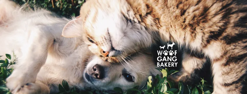 Woof Gang Bakery & Grooming Bee Cave - Cat grooming in Austin