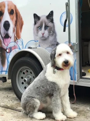 New Image Pet Grooming - Cat grooming in Round Rock
