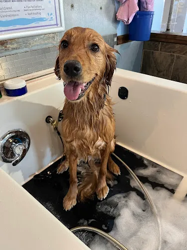 That Dirty Dog Inc - Cat grooming in Roswell