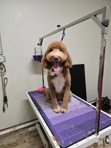 Wild Woof Retreat Inc - Mobile cat grooming in Crossville, TN