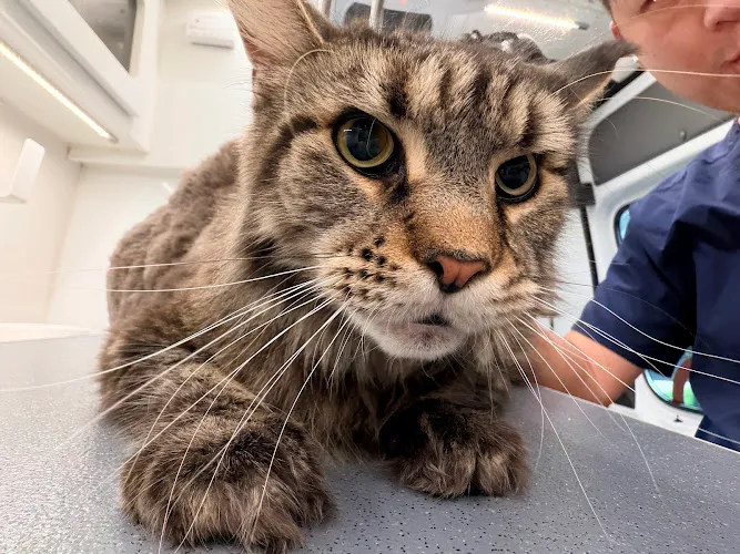 Second Home Pet Care Katy - Cat grooming in Katy