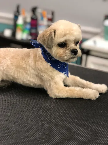 Salty Dog Salon & Spa - Cat grooming in Conway