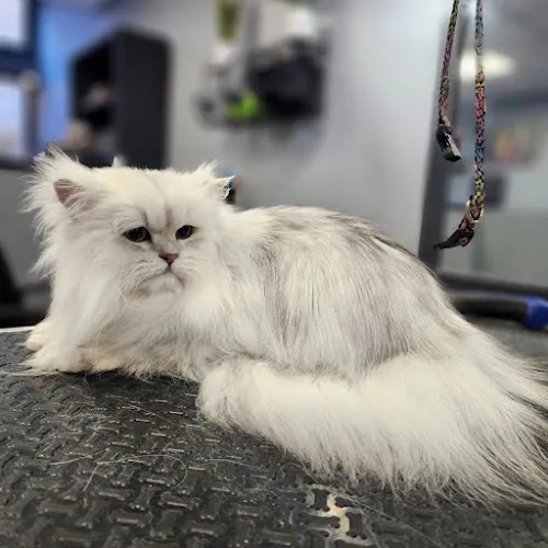 Unleashed Grooming Company - Cat grooming in Harrisburg