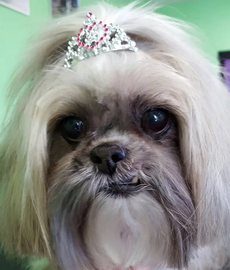 Dog and and Doggie Day Care - Cat grooming in Billings