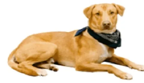 Casual Clips Mobile Pet Grooming - Cat grooming in Las Vegas