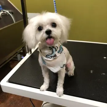 Alex Grooming (Martinez’s Grooming) - Cat grooming in Los Angeles