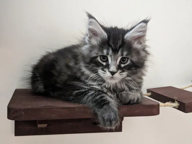 Paw Perfecta - Cat grooming in Milwaukee