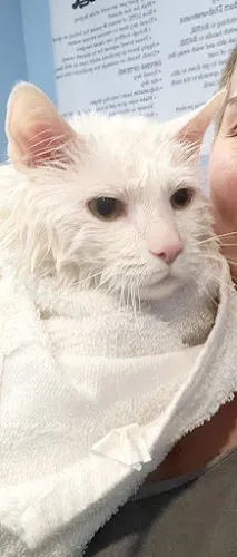 Shedquarters Self Pet Wash & Pet Supplies - Cat grooming in Pittsburgh
