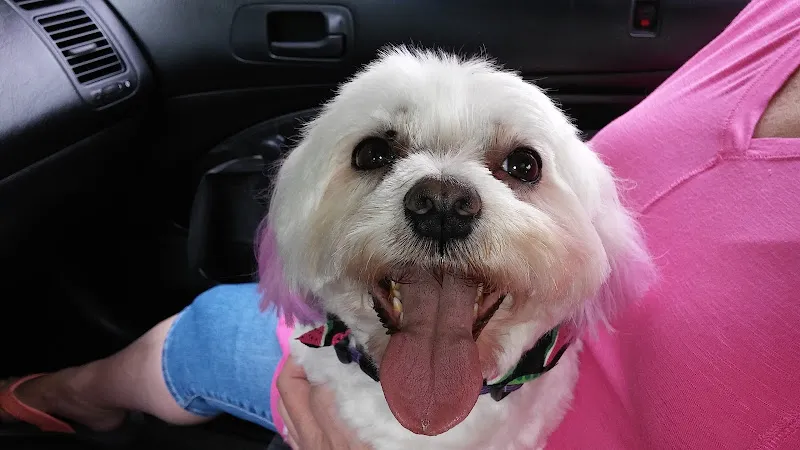Robbye's Gentle Groomers & RGG Doggie Daycare - Cat grooming in Horsham