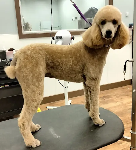 Camp Bow Wow Dog Grooming - Cat grooming in Voorhees Township