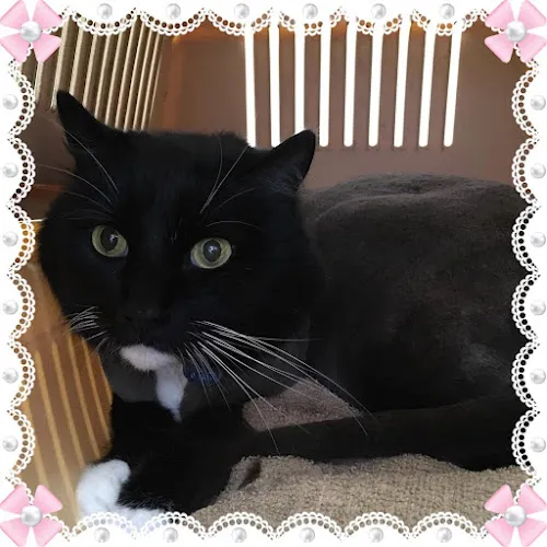 Pet Stylista - Cat grooming in Sacramento