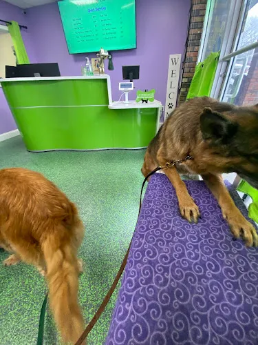 Angela's Dog Pawlour - Cat grooming in Tolland