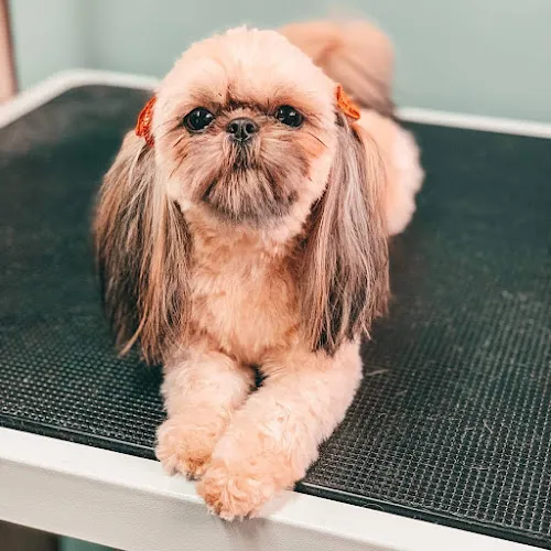 Happy Pooch Styling & Spa - Cat grooming in Lynden