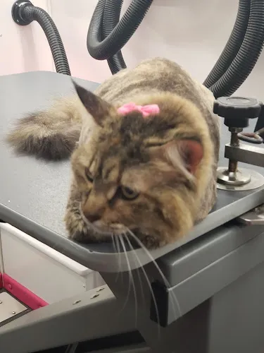 Groom & Go Pet Grooming Spa - Cat grooming in Coral Springs